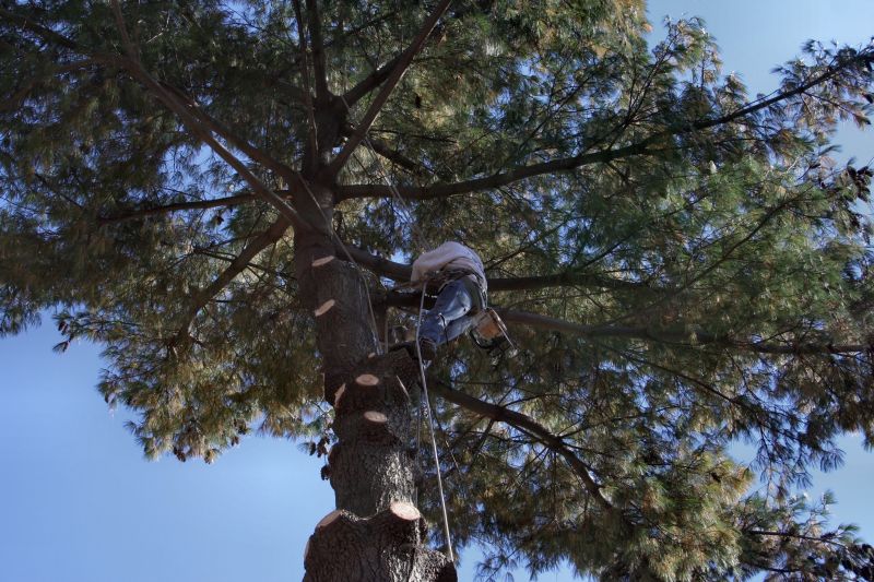 Arborist Tree Service