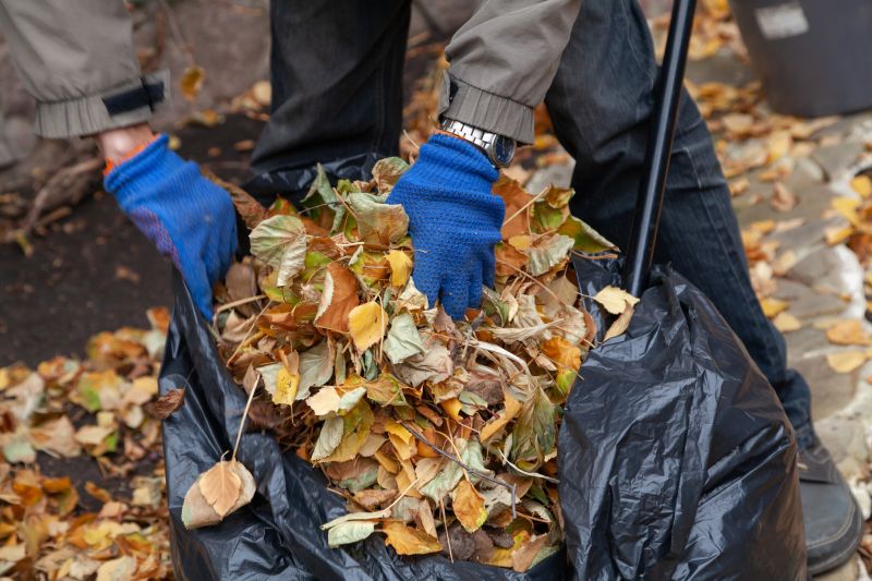 Collected Leaves After Cleanup