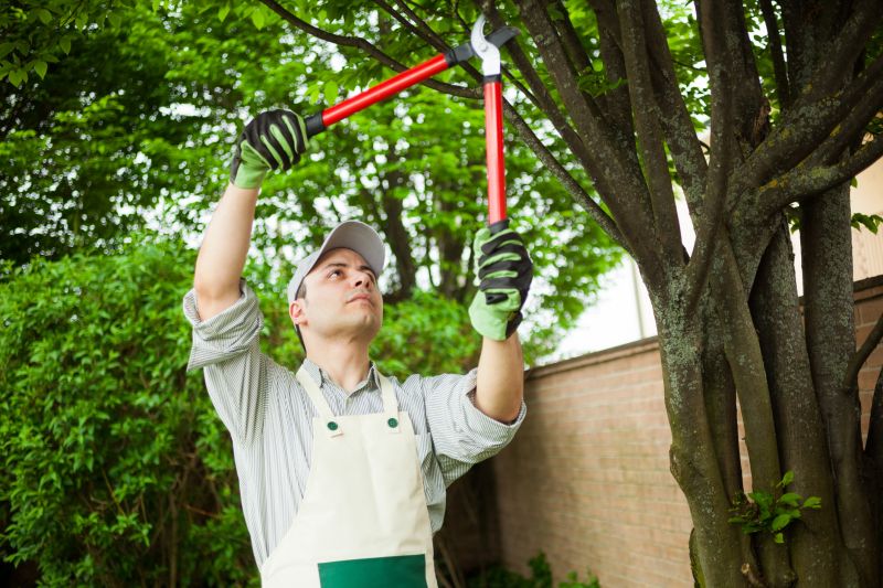 Tree Care Experts